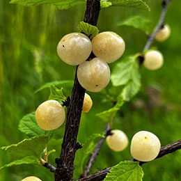 prunus tomentosa alba